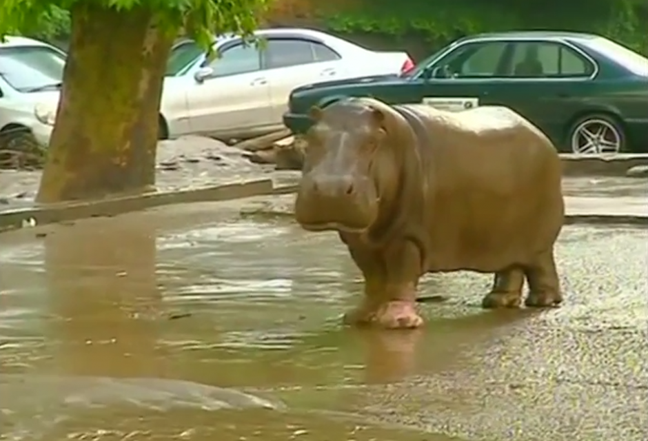 Los animales del zool&oacute;gico de Georgia se recorren las calles luego que la inundaci&oacute;n que atraviesa el pa&iacute;s, destruyera sus jaulas, algunos han muerto ahogados. (Foto: Youtube)&nbsp;