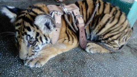 Conap rescató a otro tigre siberiano en Suchitepéquez