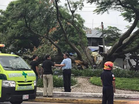 El &aacute;rbol que adornaba la rotonda de la colonia Mariscal se parti&oacute; 