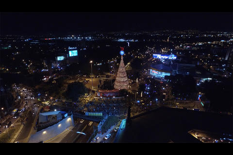 El Festival Árbol Gallo se acerca 
