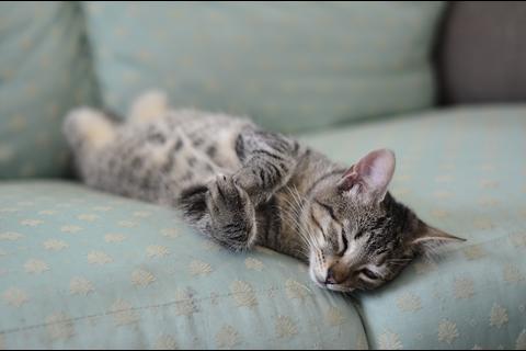 Las verdades que debes conocer acerca de los gatos 