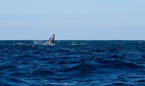 ¡Ballena a la vista!, crónica de un viaje por el Pacífico guatemalteco