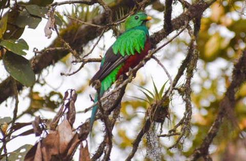 Historia De Una Fotografia Ver Volar Al Quetzal Es Increible