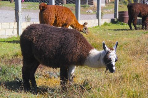 La historia de las llamas y alpacas olvidadas en Los Cuchumatanes