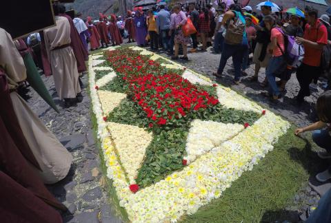 Sorprendente alfombra de rosas maravilla en Antigua Guatemala