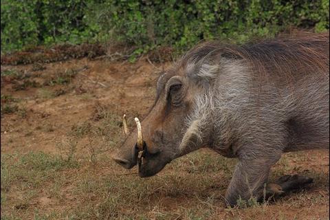 Persecucion Entre Jabali Y Leopardo Se Viraliza En Redes Soy502