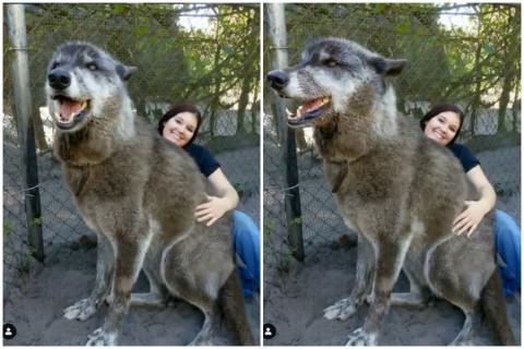un perro que parece lobo