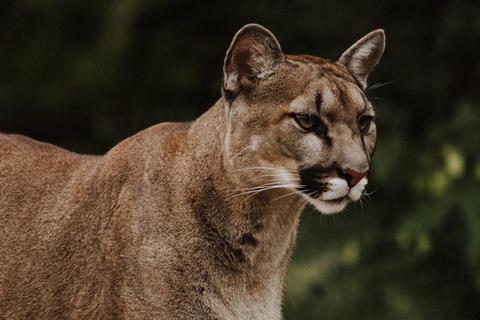 puma guatemala