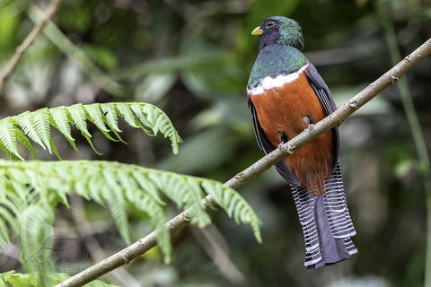 El Ave Pariente Del Quetzal Que Fue Rescatada En Una Casa Soy502