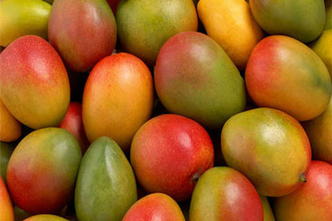 Reto visual: &iquest;ves un loro beb&eacute; escondido entre los mangos?