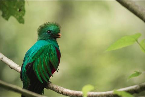 quetzal en vuelo