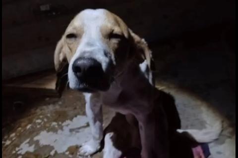 Brasil: Perro le salva la vida a su dueña, pero termina apuñalado