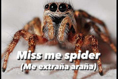 Traducciones mal hechas: los imperdibles memes que se vuelven virales