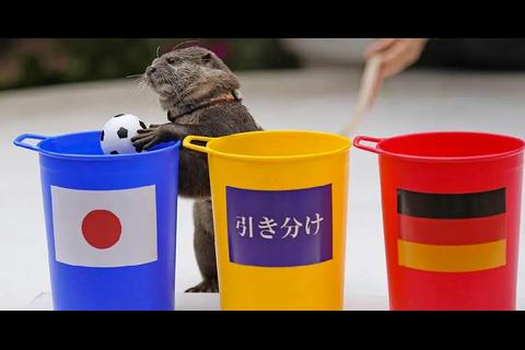 Conoce a Taiyo, la nutria que predice resultados del Mundial