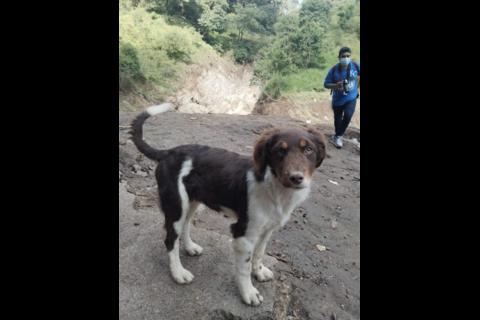 Puente El Naranjo: La desgarradora historia de la perrita que perdió a su familia 