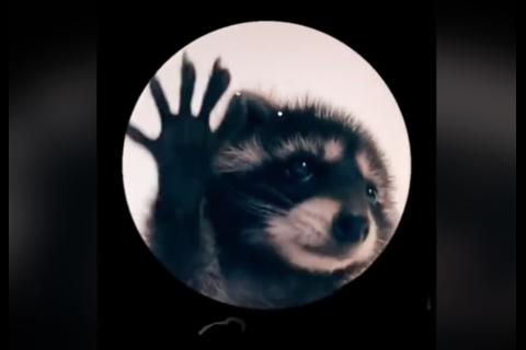 El origen del meme viral del mapache bailar&iacute;n (Video)