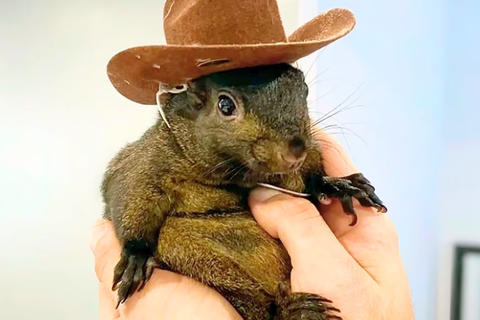 EE. UU.: Indignaci&oacute;n por sacrificio de una ardilla estrella de Tiktok