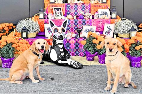 &iquest;Cu&aacute;ndo se celebra el D&iacute;a de las Mascotas Fallecidas?