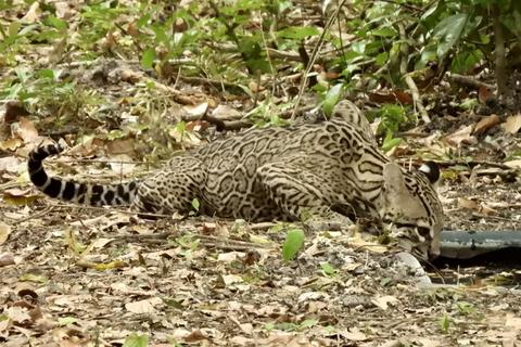 Un ocelote se refresca tras una exitosa caza en la selva petenera (videos)
