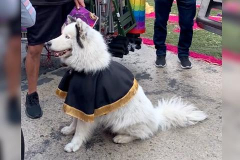 Perro 'cucurucho' atrae miradas durante procesión en zona 1 (video)
