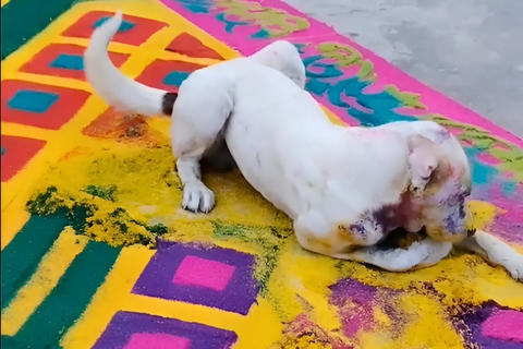 Perrito termina con la cara pintada en una alfombra en Antigua