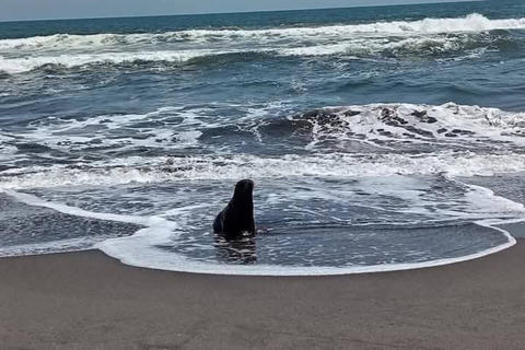 Las recomendaciones para los turistas si avistan león marino en playas guatemaltecas