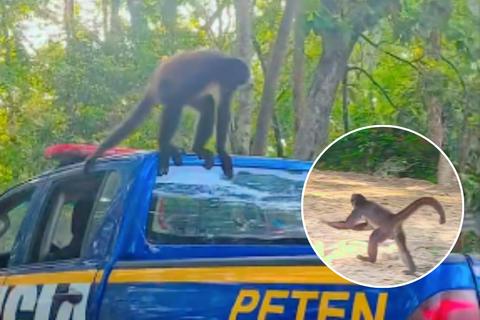 Mono araña se une a patrullaje y sorprende a agentes de la PNC en Petén (video)