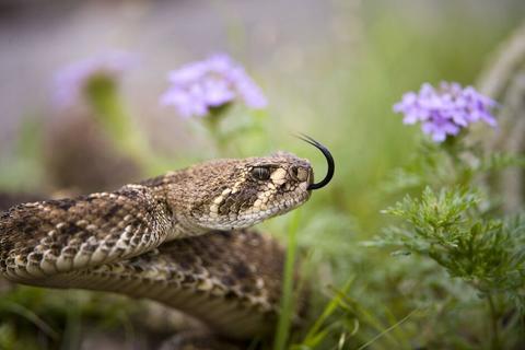 Serpiente muerde a mujer mientras se preparaba para dormir