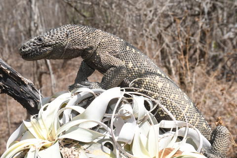 Escorpi&oacute;n del Motagua: reptil &uacute;nico en peligro de extinci&oacute;n