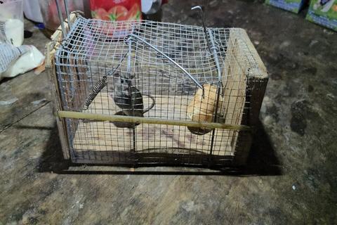 Evitar plagas mantiene un ambiente limpio y saludable