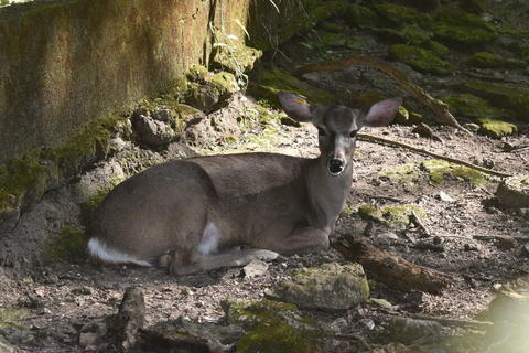 Refugio ARCAS resguarda a m&aacute;s de 500 animales silvestres