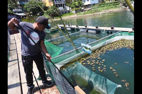 La pesca intensiva está llevando al colapso a dos especies vitales de Atitlán