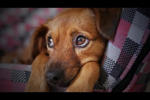 Albergue de Mixco rescata a nueve mascotas que vivían en malas condiciones (video)