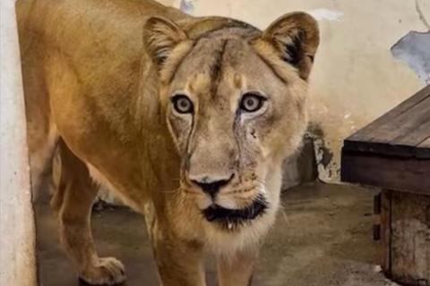 ¿Qué paso con la leona que mató a un joven en un Zoológico en Brasil?