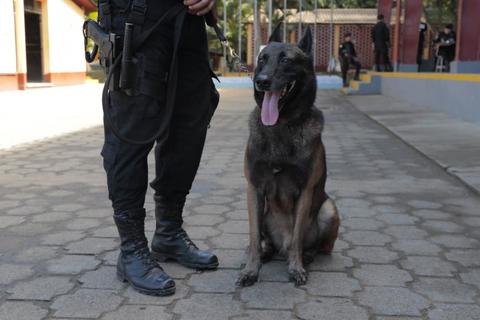 Agentes de la PNC se especializan en Enfermer&iacute;a Canina para los K-9
