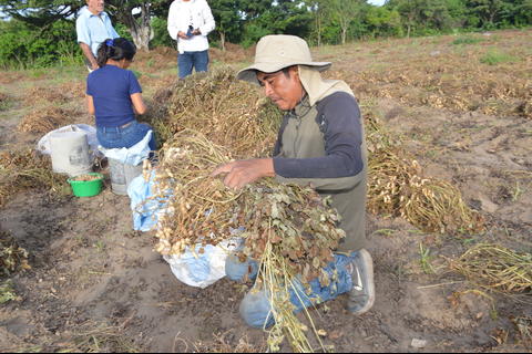 Cosecha manía: genera empleo temporal y reactiva economía rural