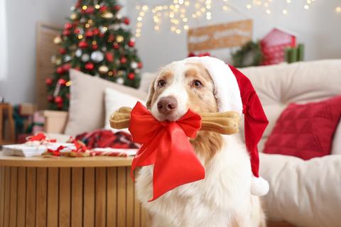 Cena navide&ntilde;a para tus mascotas: los alimentos que s&iacute; puedes compartirles