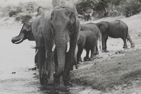 Mueren siete elefantes arrollados por un tren en India