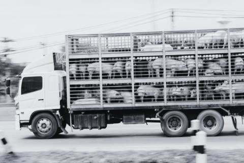 Vuelca tr&aacute;iler que transportaba lechones en ruta a Escuintla 