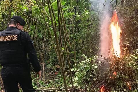 Detectan y destruyen arbustos de coca en Pet&eacute;n valorados en m&aacute;s de Q170 mil