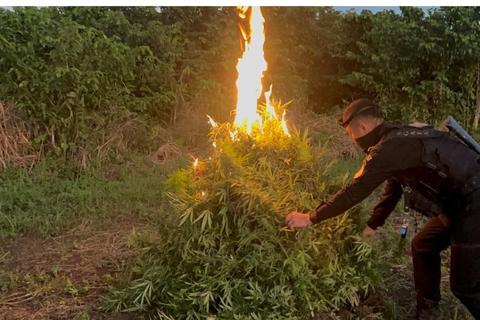 La plantaci&oacute;n de droga valorada en Q22 millones hallada en Pet&eacute;n 