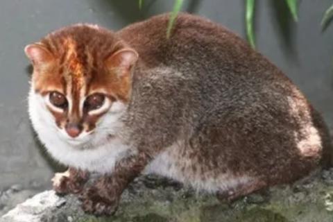 Un gato salvaje que se cre&iacute;a extinto vuelve a ser visto en Tailandia