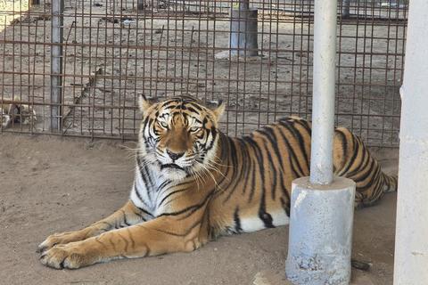 Localizan un le&oacute;n y un tigre durante allanamiento en El Progreso