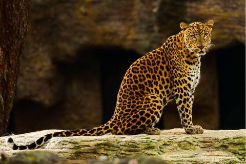 &iexcl;En pleno chequeo! Zool&oacute;gico La Aurora muestra a su leopardo como nunca antes