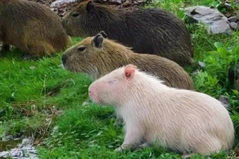 Capibara albino es visto en la naturaleza y caus&oacute; furor