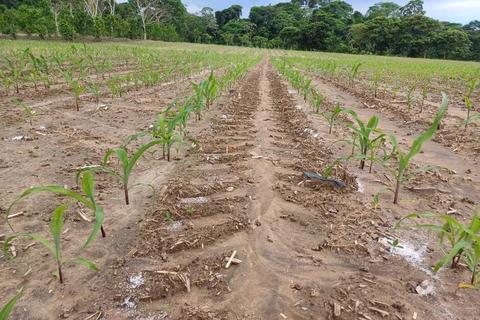 Siembra de ma&iacute;z debe ser cuidadosa y con conocimiento