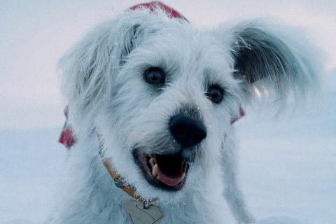 Interés por adopción de perros aumenta gracias a Krypto