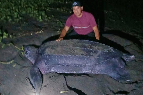 Tortuga baule gigante sorprende en playas de Taxisco, Santa Rosa