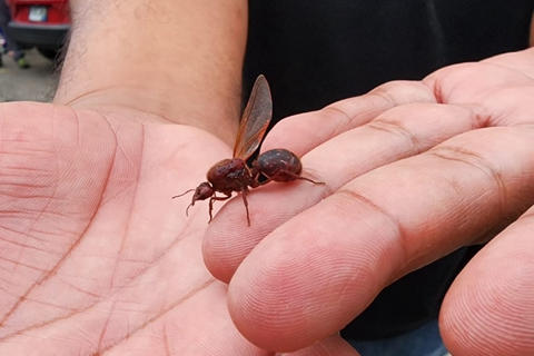 Zompopos de mayo comienzan a aparecer en los primeros d&iacute;as de junio