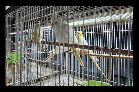 Especies rescatadas tras allanamiento en 'El Guarda' han sido liberadas (video)